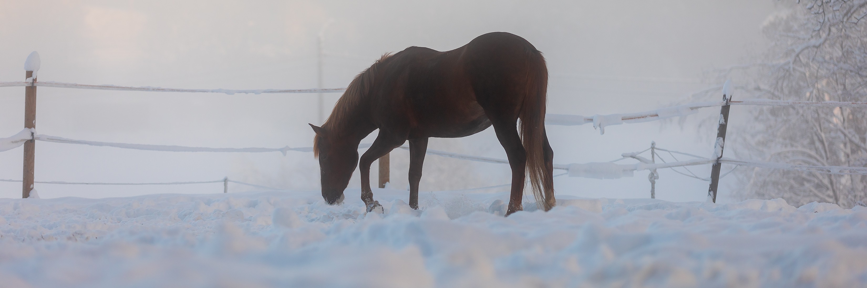 Horse standing in snow and fog
